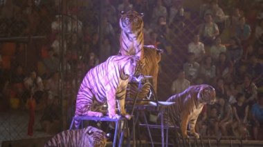 CHONBURI, THAILAND, 1 Mart 2018: Bengal kaplanı bir sirk gösterisinde kafeste, Tayland, Sriracha Kaplan Hayvanat Bahçesi 'nde Kaplanların Kafesi