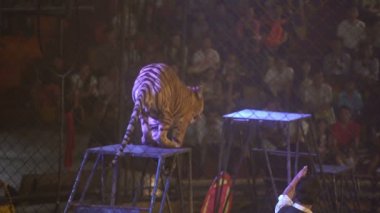 CHONBURI, THAILAND, 1 Mart 2018: Bengal kaplan atlama gösterisi Sirk gösterisi numaraları, Tayland Sriracha Kaplan Hayvanat Bahçesi, Cage of the Tigers