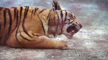 Bengal kaplanı et yiyor