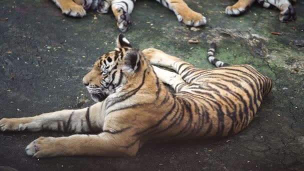 Câmera Lenta Tigre Bengala — Vídeo de Stock