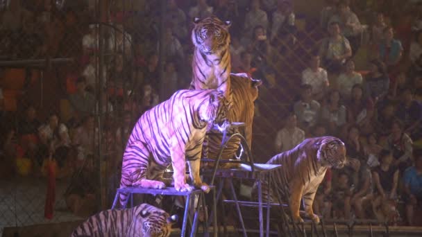 Chonburi Thailand Maart 2018 Bengaalse Tijger Een Kooi Bij Circusvoorstelling — Stockvideo