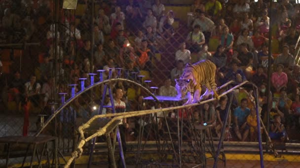 Chonburi Thailand March 2018 Bengal Tiger Walking Rope Cage Circus — 图库视频影像