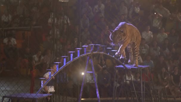 Chonburi Thailand March 2018 Bengal Tiger Walking Steel Bar Cage — 图库视频影像