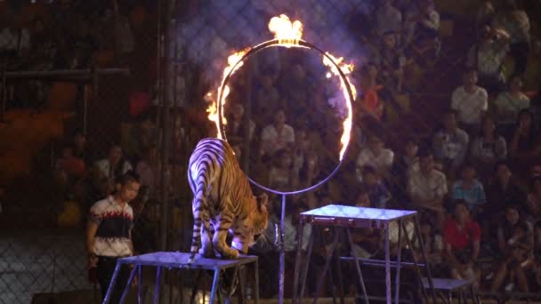 Chonburi Thailand Março 2018 Tigre Bengala Salta Através Anel Fogo — Vídeo de Stock