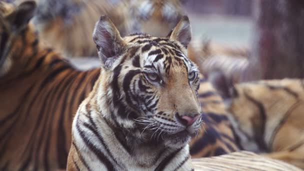 Câmera Lenta Tigre Bengala — Vídeo de Stock