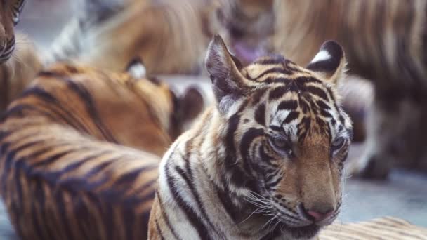 Αργή Κίνηση Του Bengal Τίγρη — Αρχείο Βίντεο