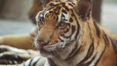 Bengal kaplanının yavaş çekimi