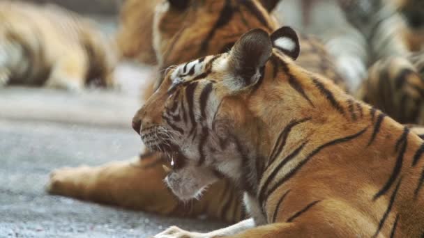 Slow Motion Bengalisk Tiger — Stockvideo