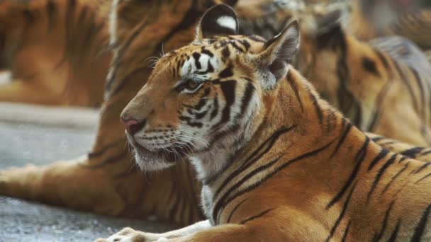Slow Motion Bengalisk Tiger — Stockvideo