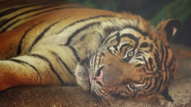 Tigre Bengala Descansando Suelo — Vídeos de Stock