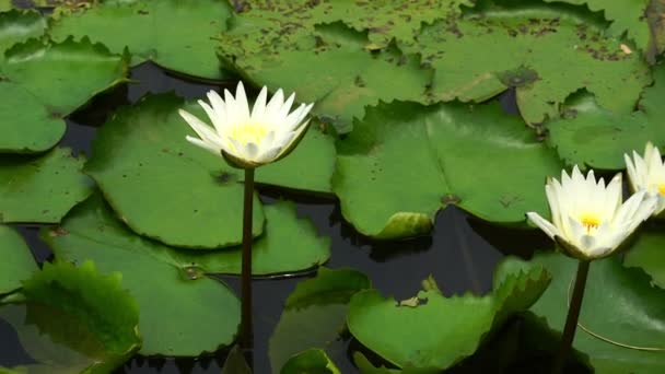 Loto Blanco Río — Vídeos de Stock