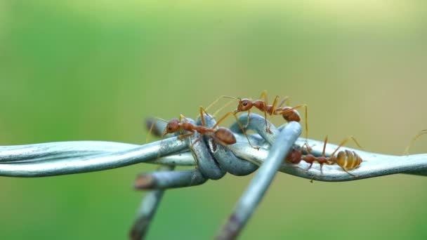 Rote Ameisenkolonie Wandert Über Den Draht — Stockvideo