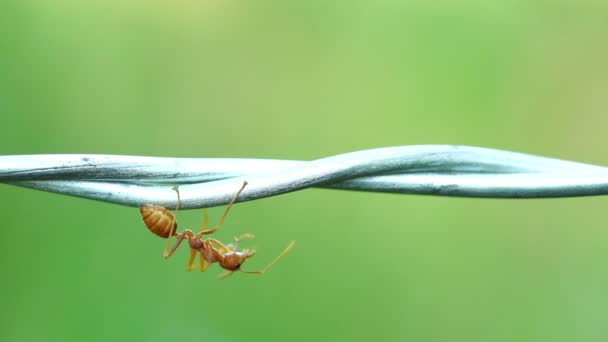 Kırmızı Karınca Kolonisi Tel Boyunca Yürüyor — Stok video