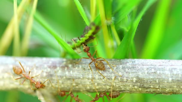 Rote Ameisenkolonie Ast — Stockvideo