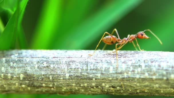 分枝上的红蚁群 — 图库视频影像