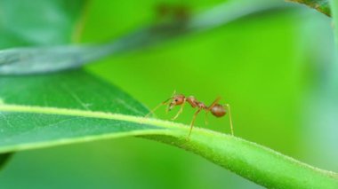 Kırmızı karınca kolonisi şubede