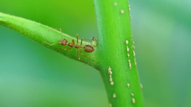 Kırmızı karınca kolonisi şubede