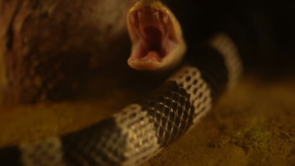 闭锁蓝鳍蛇 Bungarus Candidus 张开嘴的慢动作 — 图库视频影像