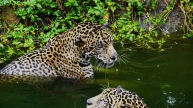 İki jaguarın gölde oynaması ve yüzmesi ağır çekim