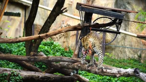 Movimento Lento Leopardo Comendo Carne — Vídeo de Stock