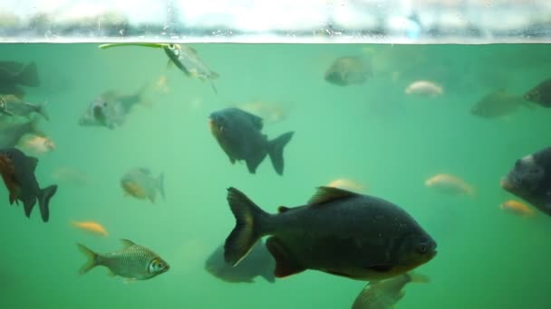 Slow Motion Muitos Peixes Estão Nadando Água — Vídeo de Stock