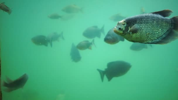 Zpomalení Mnoha Ryb Plavou Vodě — Stock video