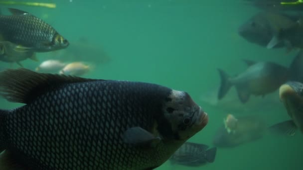 Slow Motion Muitos Peixes Estão Nadando Água — Vídeo de Stock