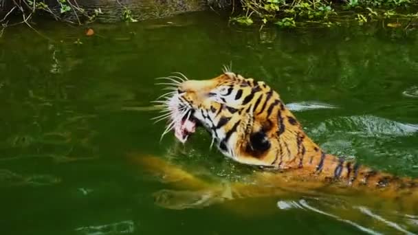 Bengal Tiger Eating Meat Swimming Pond — Stock Video