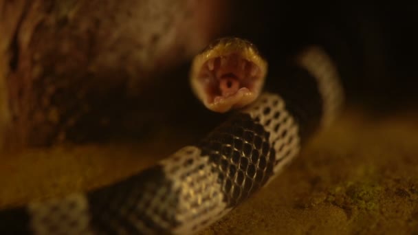 Rallentatore Del Serpente Krait Blu Vicino Bungarus Candidus Bocca Aperta — Video Stock