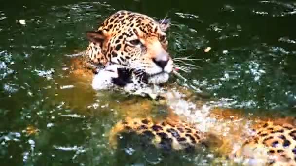 Lambat Gerak Dua Jaguar Bermain Dan Berenang Kolam — Stok Video