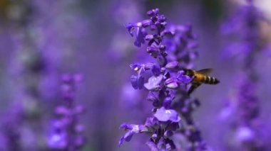 Lavanta çiçeğindeki arıların yavaş çekimleri 