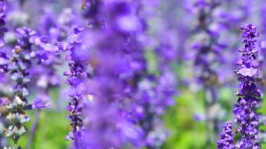 Rüzgâr esintili lavanta çiçeğini çekiyoruz.