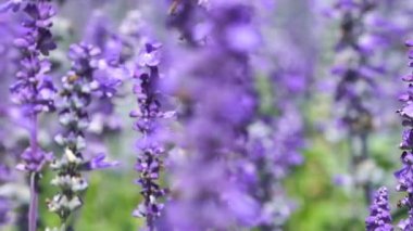 Rüzgâr esintili lavanta çiçeğini çekiyoruz.