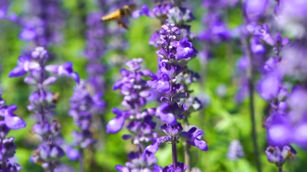 Lavanta Çiçeğindeki Arıların Yavaş Çekimleri — Stok video