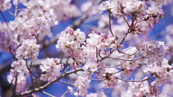 Schöne Sakura Kirschblütenblume Frühling — Stockvideo