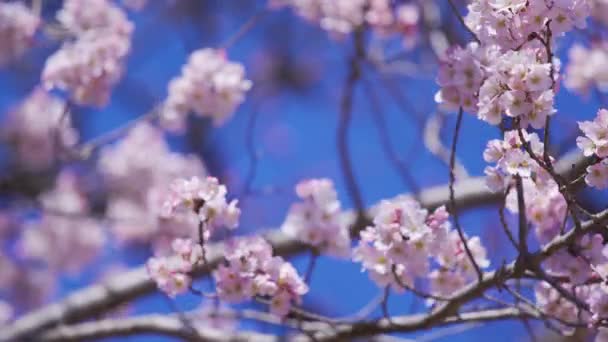 Panning Záběr Krásné Sakura Cherry Blossom Květiny Jarní Sezóně — Stock video