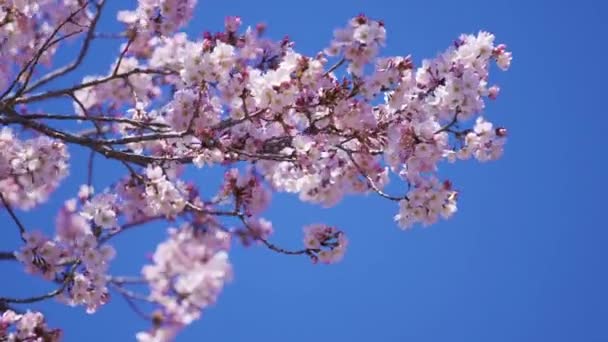 Krásná Sakura Květ Třešňového Květu Jaře — Stock video