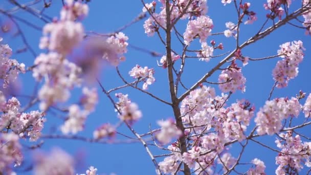 Panning Záběr Krásné Sakura Cherry Blossom Květiny Jarní Sezóně — Stock video