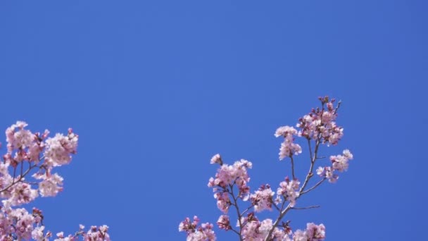 Panning Shot Της Όμορφης Sakura Cherry Blossom Λουλούδι Την Εποχή — Αρχείο Βίντεο