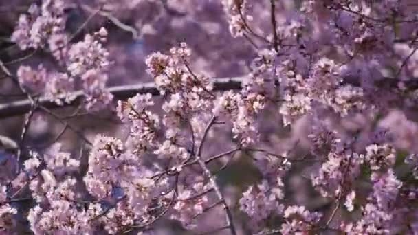 Krásná Sakura Květ Třešňového Květu Jaře — Stock video