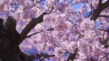 Güzel Sakura, kiraz çiçeği bahar mevsiminde