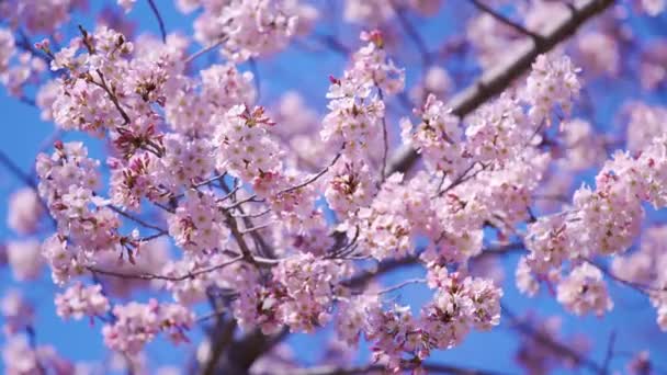 Hermosa Sakura Flor Cerezo Temporada Primavera — Vídeo de stock