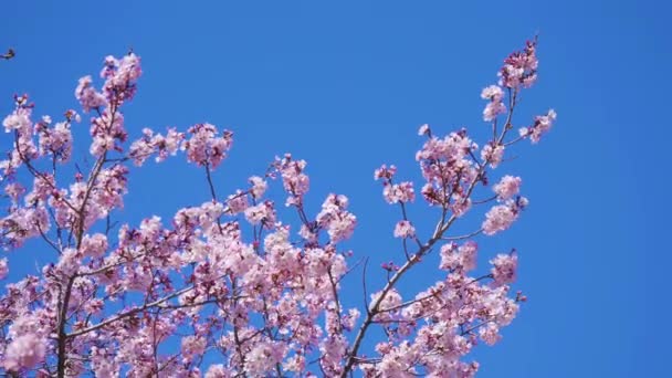 Hermosa Sakura Flor Cerezo Temporada Primavera — Vídeos de Stock