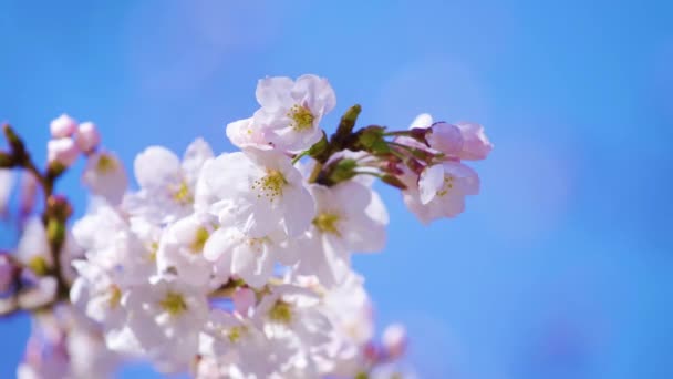 Bela Sakura Flor Cerejeira Flor Estação Primavera — Vídeo de Stock