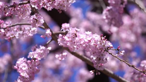 Bellissimo Sakura Fiore Ciliegio Primavera — Video Stock