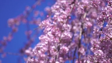 Bahar mevsiminde güzel Sakura ve kiraz çiçeği tomurcukları.