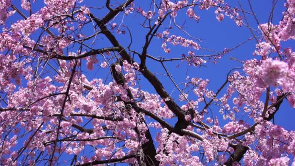 Krásná Sakura Květ Třešňového Květu Jaře — Stock video