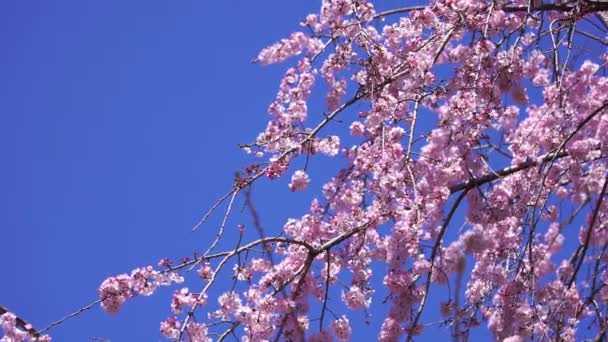 Panning Záběr Krásné Sakura Cherry Blossom Květiny Jarní Sezóně — Stock video