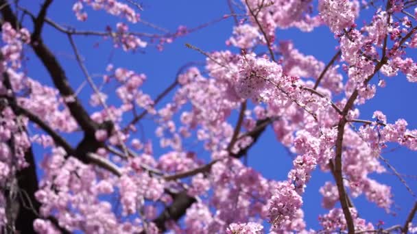 Panoramiczne Zdjęcie Pięknego Sakura Kwiat Wiśni Sezonie Wiosennym — Wideo stockowe