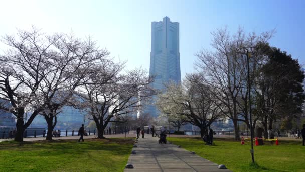 Yokohama Japonsko Března 2019 Undentified People Visit Cherry Blossom Kishamichi — Stock video